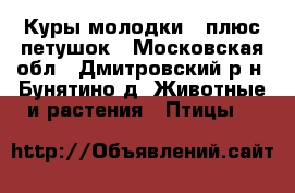 Куры молодки   плюс петушок - Московская обл., Дмитровский р-н, Бунятино д. Животные и растения » Птицы   